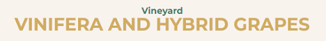 Golden Road Vineyards