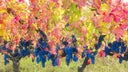 Aglianico
