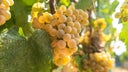Albarino (Alvarinho)