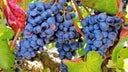 Garnacha Tintorera