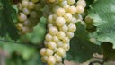 Auxerrois