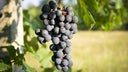 Barbera