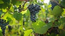 Blaufrankisch (Lemberger)