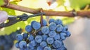 Bordeaux Blend Red