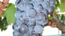 Brachetto