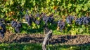 Cabernet Franc