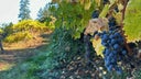 Cabernet Franc - Cabernet Sauvignon