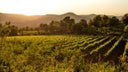 Cabernet - Grenache - Merlot - Syrah