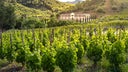 Cabernet - Grenache - Syrah