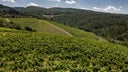 Cabernet - Merlot - Syrah