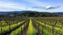 Cabernet - Merlot - Zinfandel