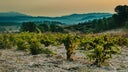 Cabernet - Mourvedre - Syrah