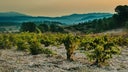 Cabernet - Mourvedre - Syrah