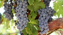 Cabernet Sauvignon