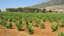 Cabernet Sauvignon - Cinsault
