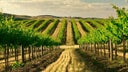 Cabernet - Syrah/Shiraz