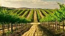 Cabernet - Syrah/Shiraz