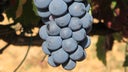 Caino Tinto