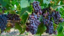 Carignan (Carinena)