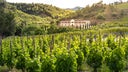 Carignan - Grenache - Syrah