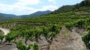 Carignan - Grenache - Tempranillo