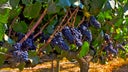 Carmenere