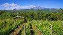 Catarratto - Chardonnay
