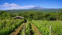 Catarratto - Chardonnay