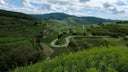 Chardonnay - Pinot Blanc
