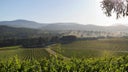 Chardonnay - Pinot Noir
