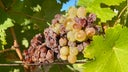 Chenin Blanc