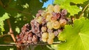 Chenin Blanc