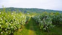 Cider