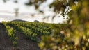 Cinsault - Grenache