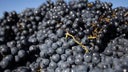 Cinsault