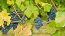 Dolcetto