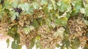 Early Muscat