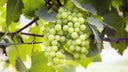 Falanghina