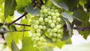 Falanghina
