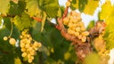 Fiano
