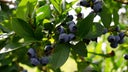 Flavored - Spiced - Fruit Wine
