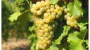 Friulano