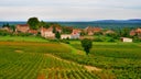 Gamay - Pinot Noir