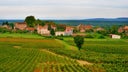 Gamay - Pinot Noir