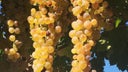 Garganega