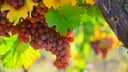 Gewurztraminer