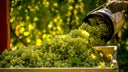 Glera (Prosecco)