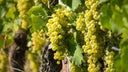 Godello