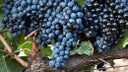 Graciano