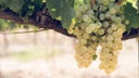 Grenache Blanc